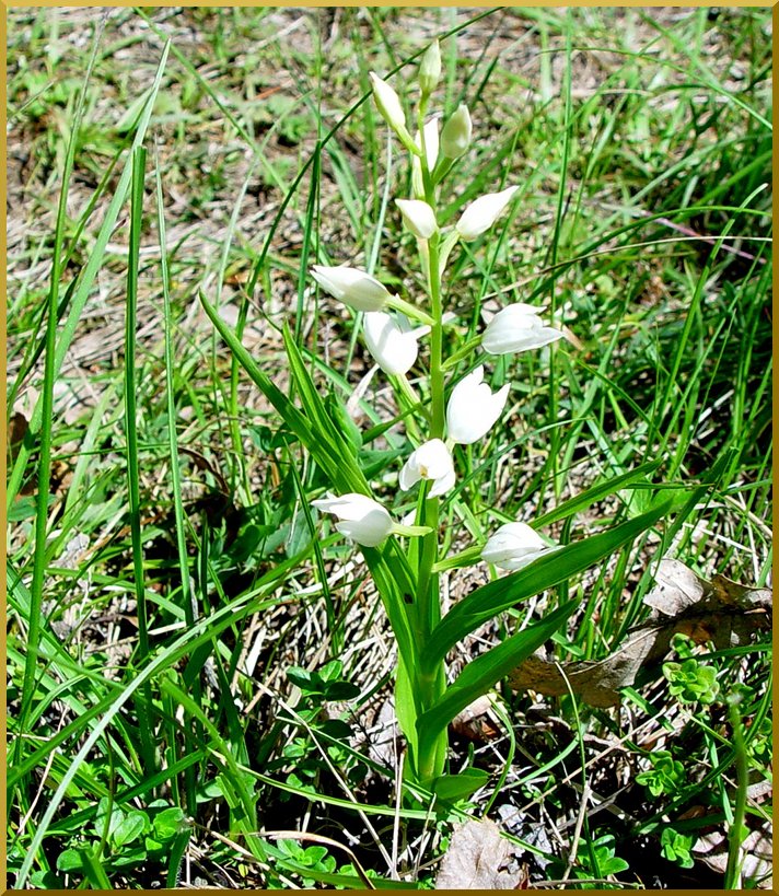 Céphalanthère (cephalantaria longifolia). cephalanthere05