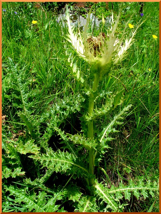 Cirse épineux (Cirsium glabrum) cirse50