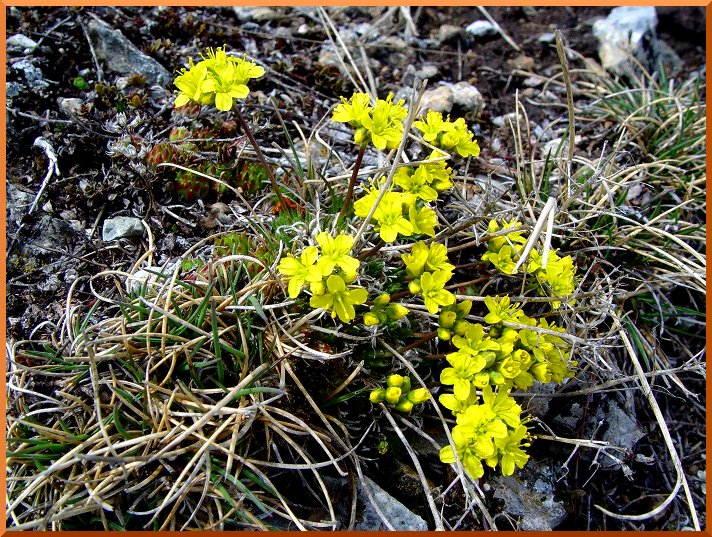 Drave (draba aizoide) drave50