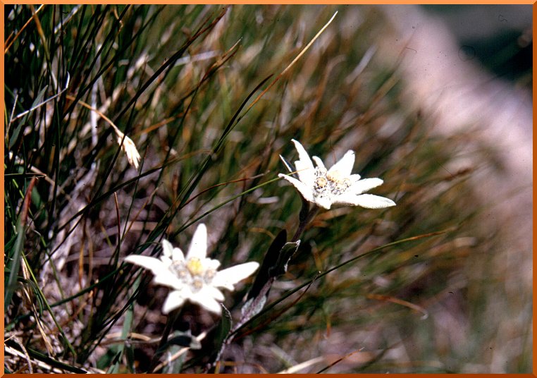 Edelweiss (leontopodium alpinum edelweiss50