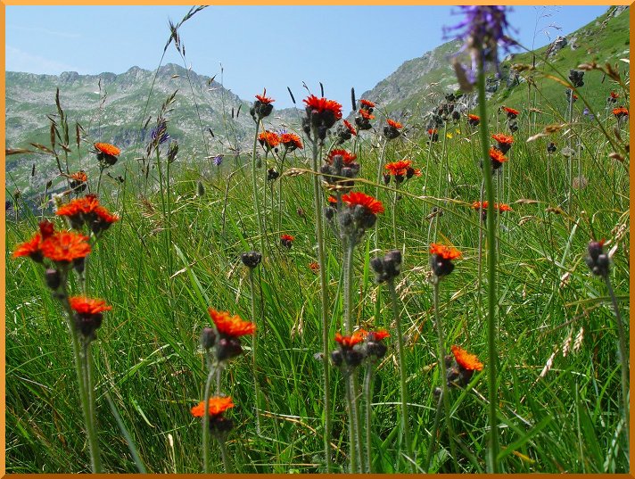 Epervières ou Piloselles Orangées. epervieres50