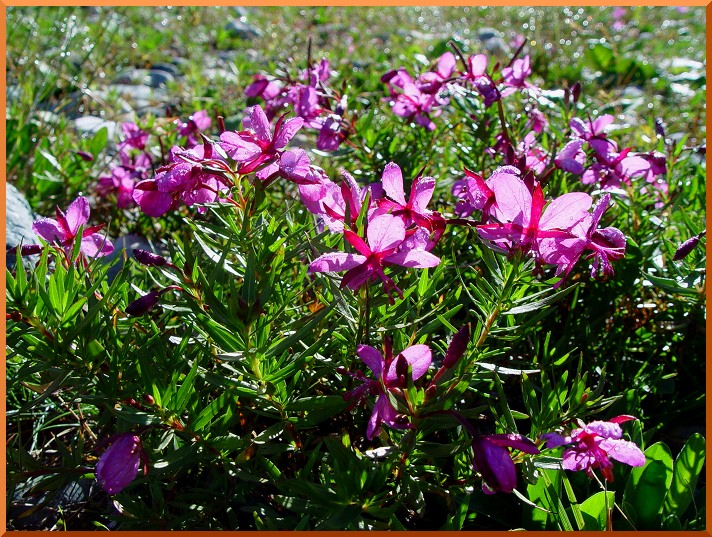 Epilobe fleischeri. epifleischeri50