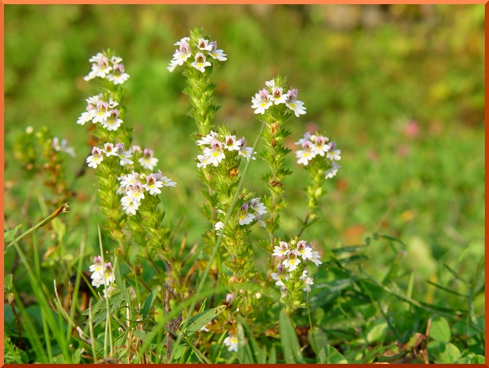 Euphraise de Rostkov (Euphrasia rostkoviana). euphraise50