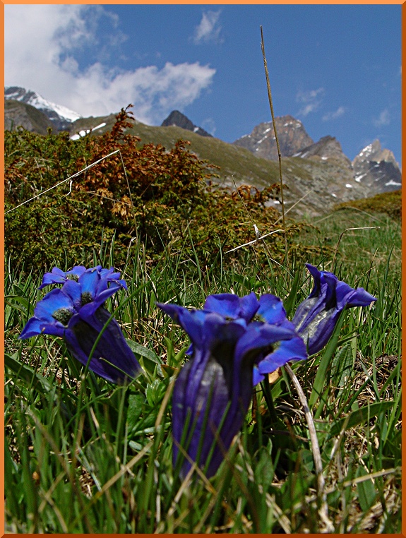Gentiane Acaule ou de Koch (Gentiana acaulis) gkoch50