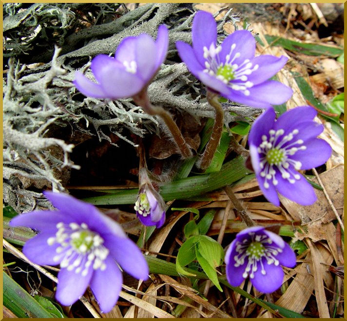 Anémone Hépatique (hepatica nobilis) hepatique60
