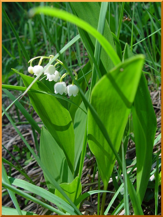 Muguet de la Vallée de Pralognan la Vanoise. muguetg1