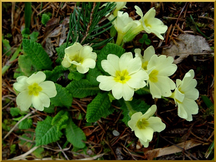 Primevère à Grande Fleurs. primevere70