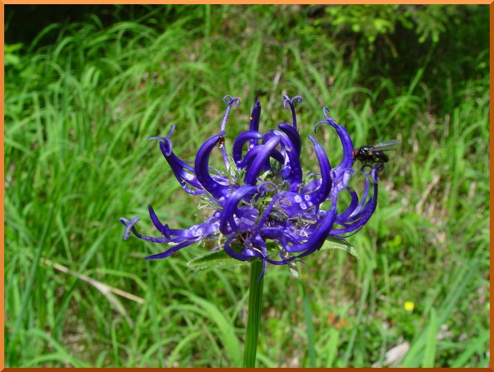 Raiponce hémisphérique (phyteuma hemisphaericum) raiponhemis50