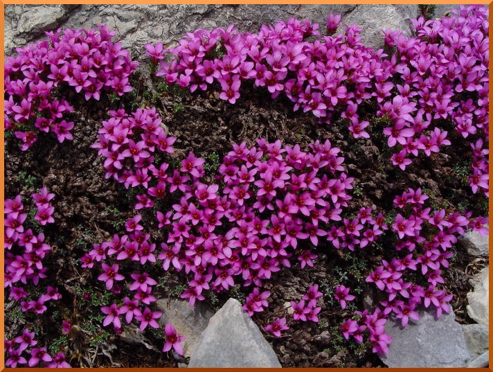 saxifrageg2