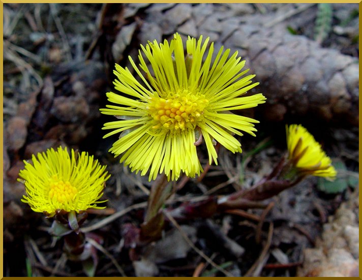 Magnifique fleur de Tussilage dans les tallus de l'Altiport à Méribel. tussilage60