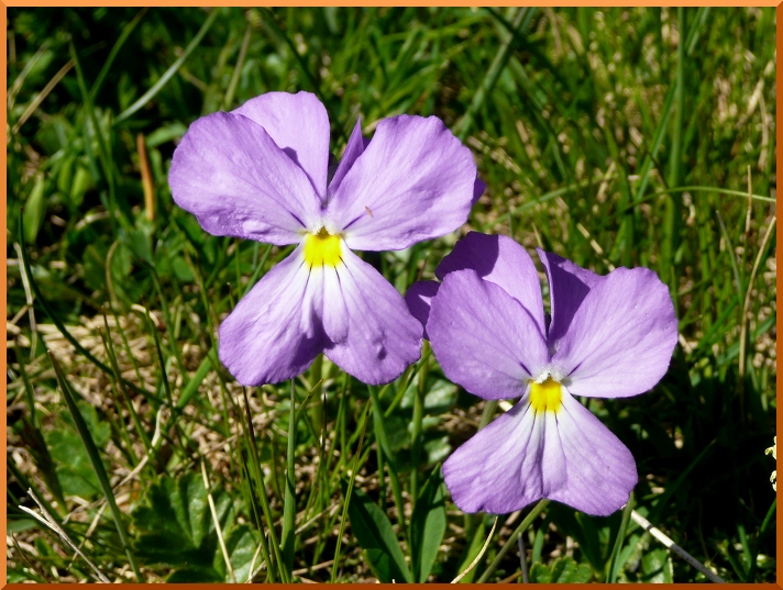 Violettes Alpines. violettes50