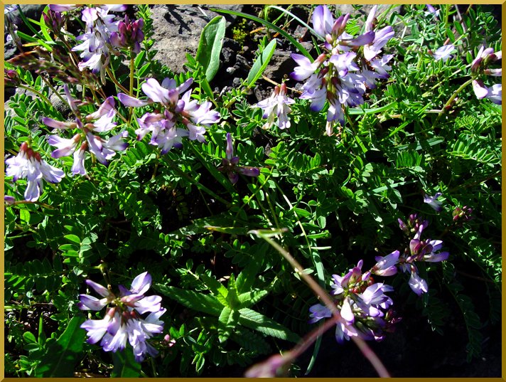 Astragale des Alpes (astragalus alpinus) astragale56