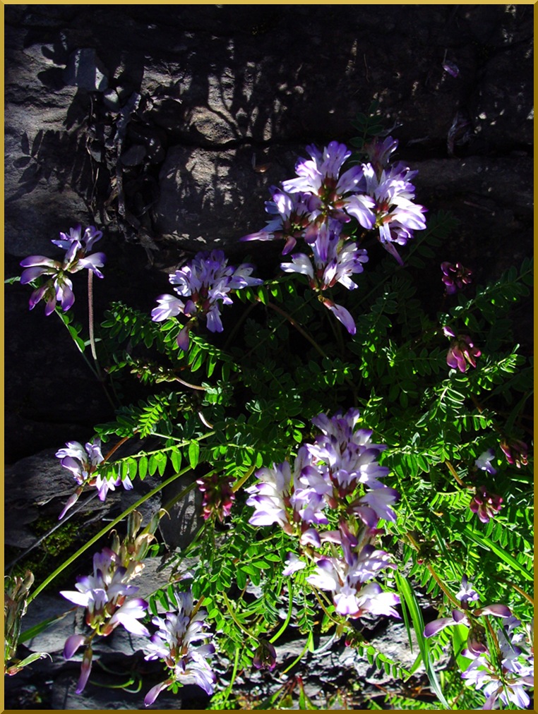 Asragale des Alpes (astragalus alpinus) astragale57
