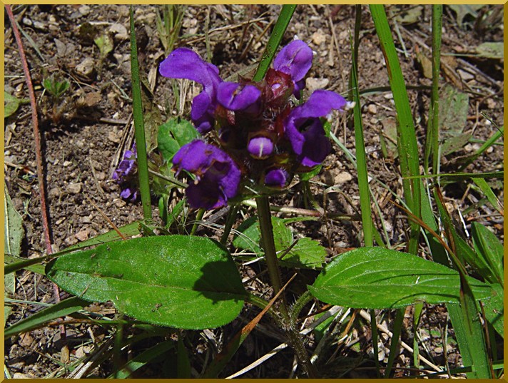 Brunelle à grandes Fleurs brunelle1