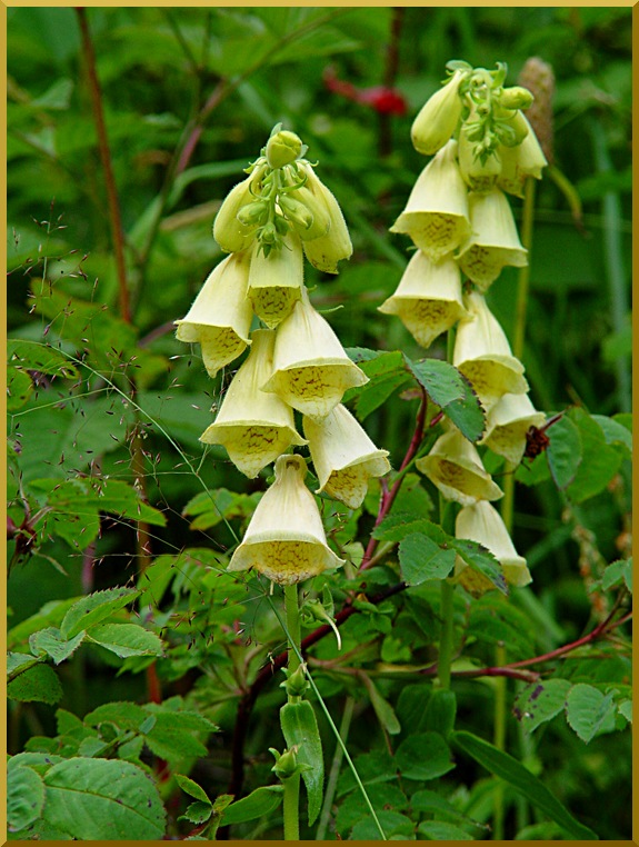 Digitale à Grandes Fleurs. digitale01