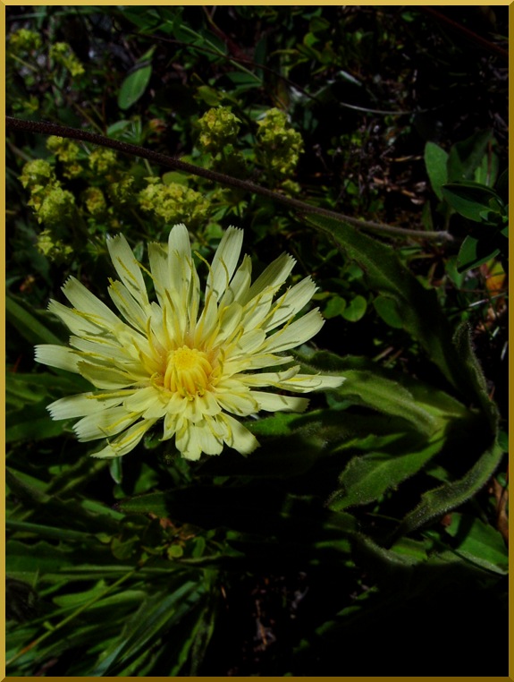 Epervière fausse chicorée. eperviere1