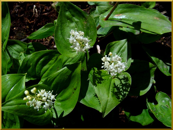 Maianthème (maianthremum bifolium) maianthem2