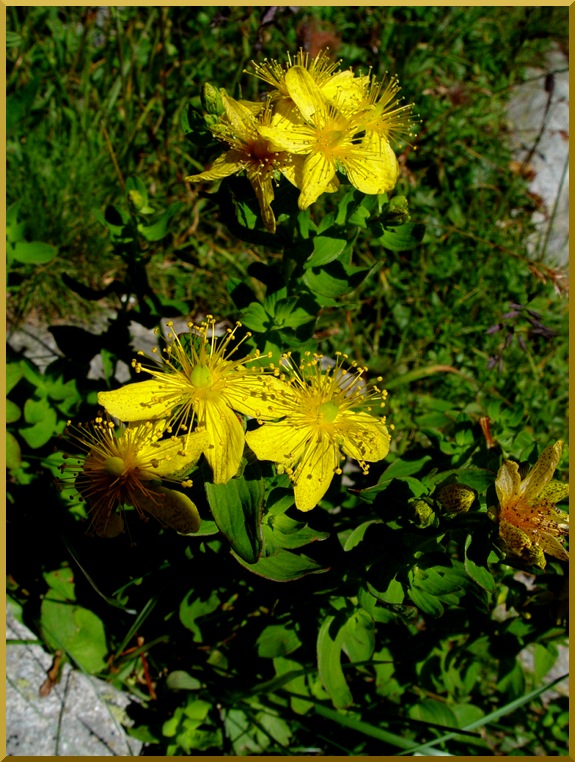 Millepertuis perforé (Hypericum) millepertuis1