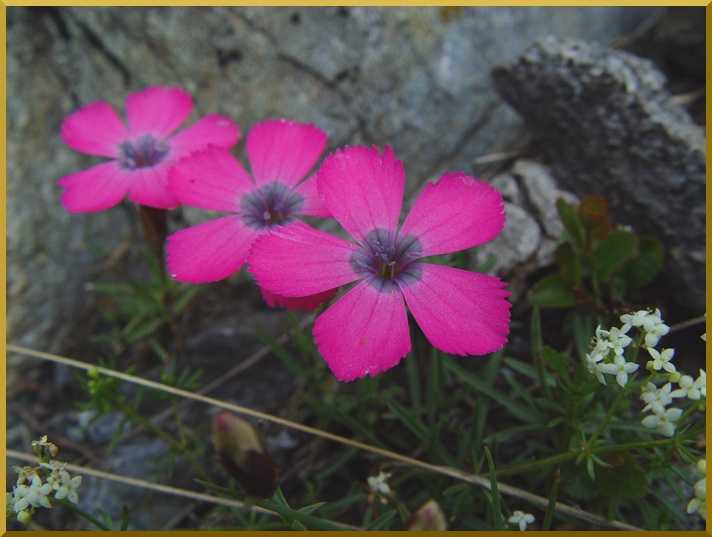 Oeillet négligé (Dianthus pavonius Tausch) oeillet_neglige1