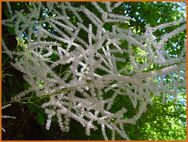 Barbe de Bouc (détail de la fleur) barbe12