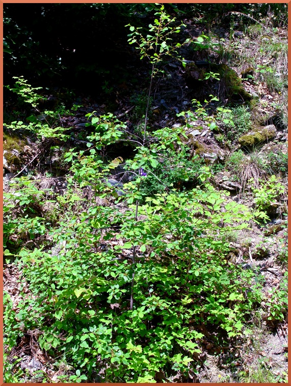 La Bourdaine, petit arbtisseau. bourdaine5