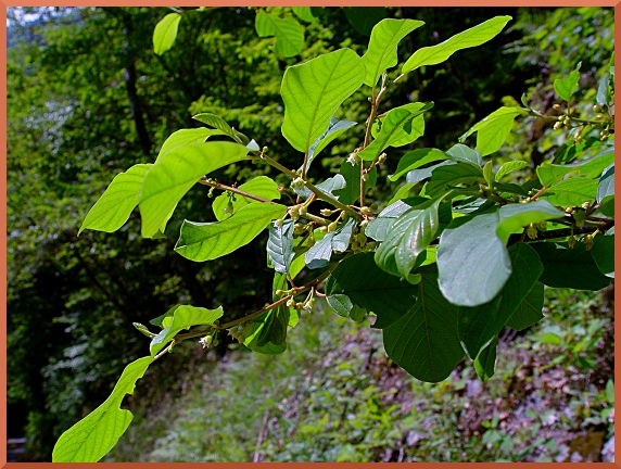 Bourdaine détail de la plante. Bourdaine8