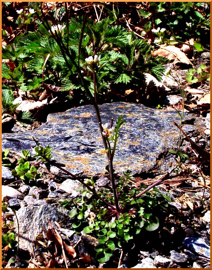 Cardamine hisurte sur la commune de Rognaix. cardamine1