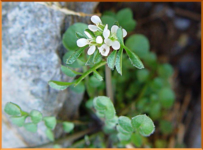 Cardamine hisurte cardamine2