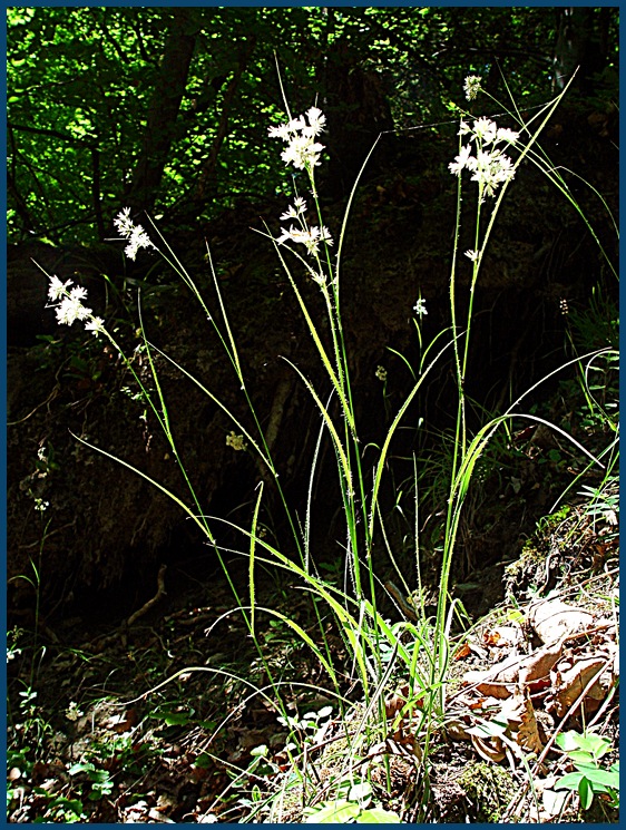 Luzule blanc de neige luzule3