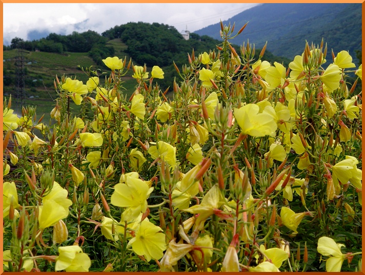 Onacre bisanunuelle. onacre10