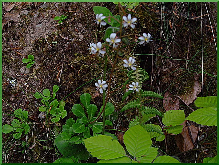 Saxifrage à feuilles en coin saxif20