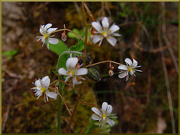 Saxifrage à feuilles en coin. saxif22