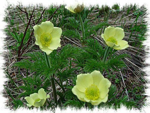 anemoneSouff280508_7